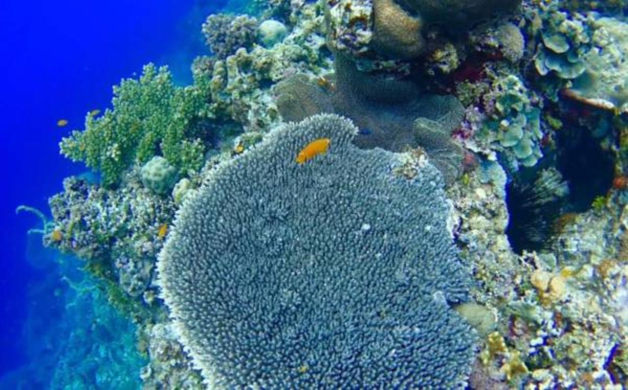 Molave Cove Resort Panglao Bagian luar foto