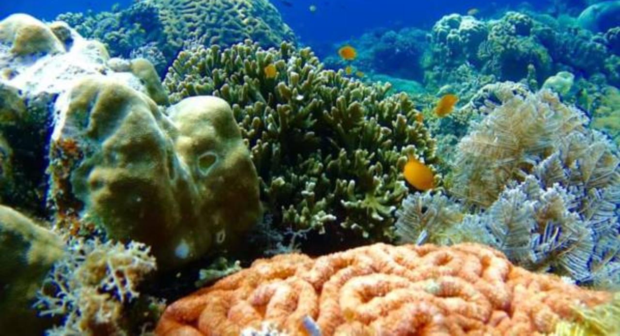 Molave Cove Resort Panglao Bagian luar foto