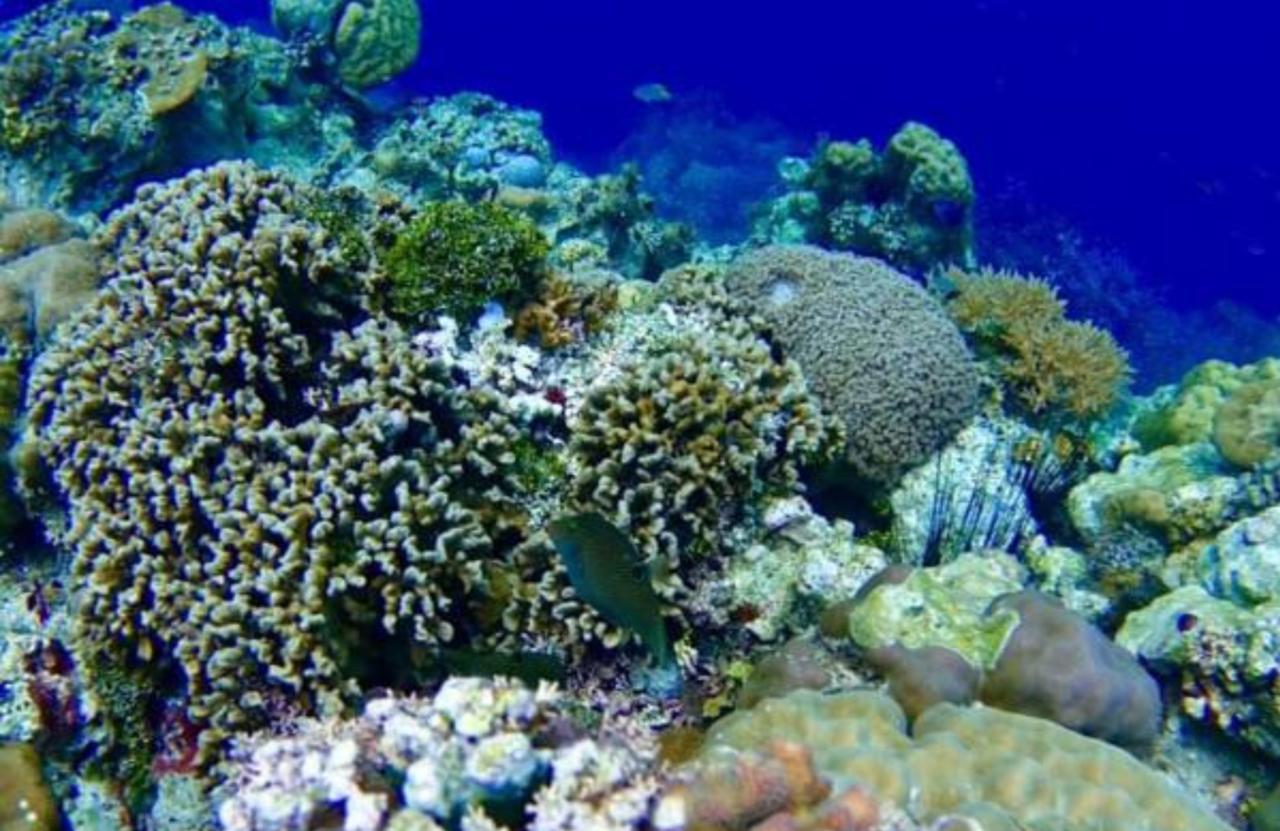 Molave Cove Resort Panglao Bagian luar foto
