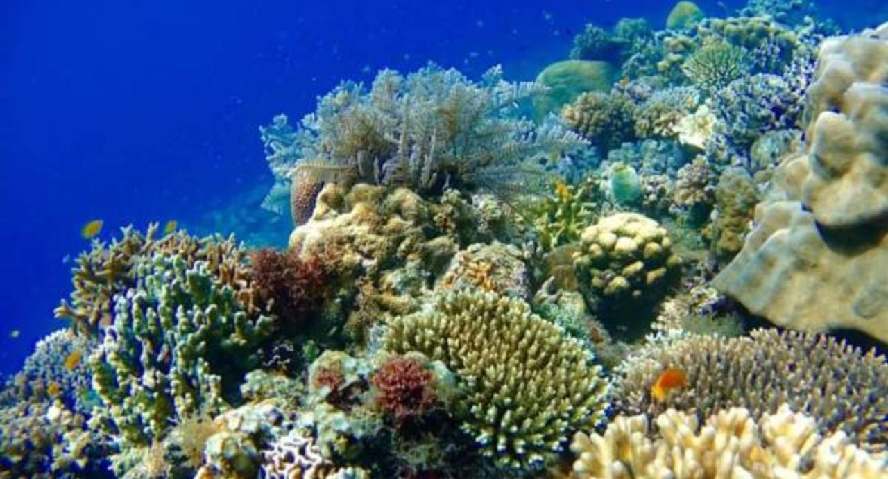 Molave Cove Resort Panglao Bagian luar foto